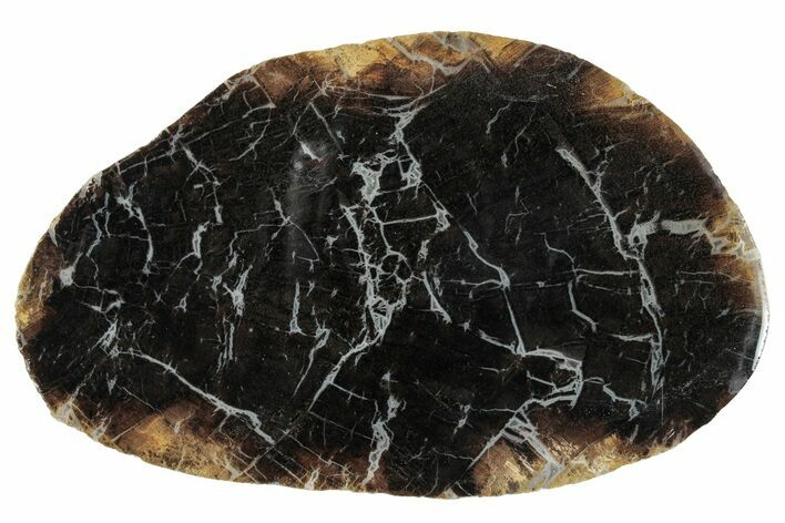 Jurassic, Purbeck Petrified Wood Slab - Dorset, England #279477